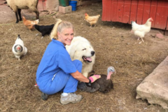 Request Quote: Cultivating Kismet - Animal Reiki Services - Nationwide