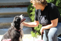 Request Quote: Comfy Creatures Dog Walking & Pet Sitting - Plymouth, MI