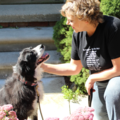 Comfy Creatures Dog Walking & Pet Sitting - Plymouth, MI