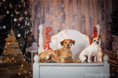 Request Quote: Petography S.A. - Pet Photographer - San Antonio, TX