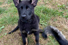 Request Quote: Enuff is Enuff Canine Academy - Puppy Training - Duncan, SC