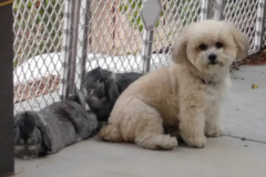 Request Quote: Happy Pets Complete Animal Care - Pet Sitting and More - Menifee, CA