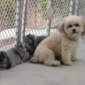 Happy Pets Complete Animal Care - Pet Sitting and More - Menifee, CA