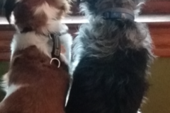 Request Quote: Tina Pineiro Life Solutions - Animal Reiki - Nationwide