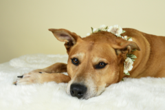 Request Quote: Anjula Smith Pet Photography - Port St. Lucie, FL