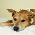 Anjula Smith Pet Photography - Port St. Lucie, FL