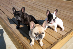 Request Quote: Martin Meyers Photo - Pet Photography Professional - Queens, NY