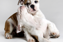 Request Quote: PetPoses Pet Photography - San Francisco, CA