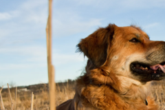 Request Quote: Mike Nakamura Pet Photography  - Kirkland, WA