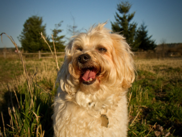 Dog Charlie at Marymoor Park