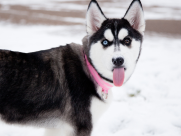 husky with tongue out