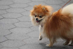 Request Quote: Photos by Justin - Professional Pet Photographer - Dobbs Ferry, NY