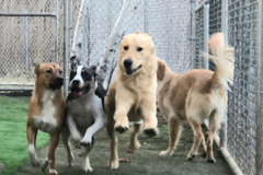 Request Quote: Stay & Play Pet Resort - Pet Boarding - Huntingdon Valley, PA