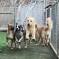 Stay & Play Pet Resort - Pet Boarding - Huntingdon Valley, PA