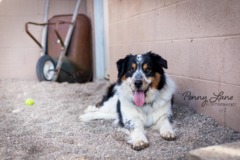 Request Quote: Penny Lane Pet Photography - Cottonwood, AZ