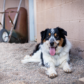 Penny Lane Pet Photography - Cottonwood, AZ