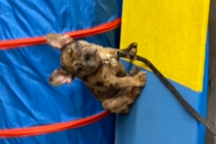 Request Quote: Abby Kennels - Dog Training Service - Chelmsford, MA