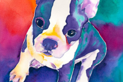 Request Quote: Honolulu Hawaii Pet Portraits - Rainbow Pets  - Nationwide