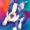 Honolulu Hawaii Pet Portraits - Rainbow Pets  - Nationwide