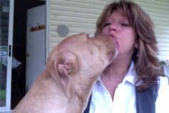 Request Quote: The Dog Chick Dog Training & Behavior Modification - Huntington Station, NY