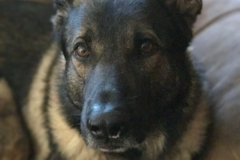 Request Quote: Paws n Tails Pet Services LLC - Pet Sitting Services - Heath, TX