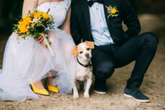 Request Quote: FureverUs - Wedding Pet Care - Private Pet Sitting  - Miami, FL