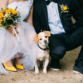 FureverUs - Wedding Pet Care - Private Pet Sitting  - Miami, FL