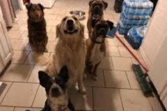 Request Quote: The Bark-Inn - Pet Boarding Care - Colorado Springs, CO