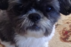 Request Quote: Doggy Day Care Services - Pet Taxi - Providence, RI