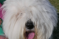 Request Quote: Laura Fay Pet Photography - Santa Monica, CA