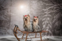 Request Quote: Pets R Family - Pet Photographer - North Ogden, UT