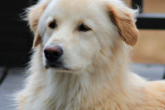 Request Quote: Thomas Vasas Pet Photography and Art - Columbus, GA