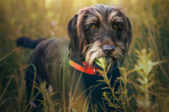 Request Quote: Sport Dog Photography - Southfield, MI