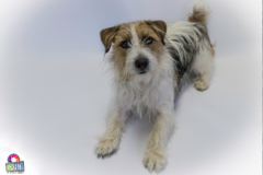 Request Quote: EckFoto - Professional Pet Photographer - Concord, MA