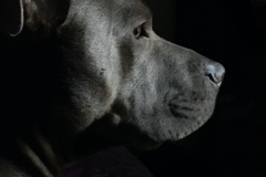 Request Quote: Art of Roxy Pet Photography - Raleigh, NC