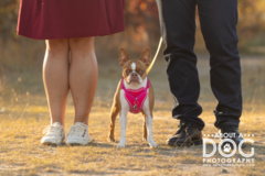 Request Quote: About A Dog Photography - St Cloud, MN
