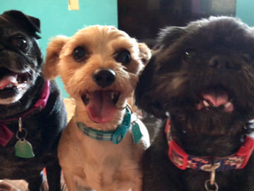 Chloe, Milo and Bode! The happiest of trios!
