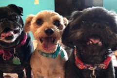 Request Quote: Creature Comforts Pet Sitting Service- Sierra Vista & Tuscon - Tucson, AZ