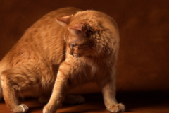 Request Quote: Tony Stromberg Pet Photography - Santa Fe, NM