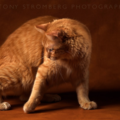 Tony Stromberg Pet Photography - Santa Fe, NM