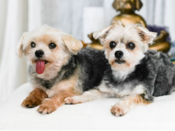 Sebastian and Maika - Barefoot Mama Dog Natural Wellness and Animal Reiki