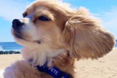 Request Quote: Stephen Kline Pet Sitting Services - Albany, NY