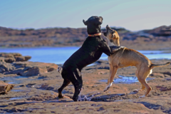 Request Quote: Hope Lourie Killcoyne - Professional Pet Photography - New York, NY
