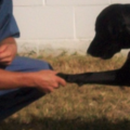 Rocket Science Private Dog Training and Behavior Solutions  - Lexington, GA