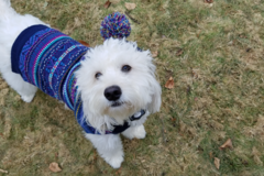 Request Quote: Dogs To Go - Dog Walking - Bridgeport, CT