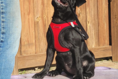 Request Quote: Shady Mountain Pet Retreat - Private Dog Training - Amherst, VA