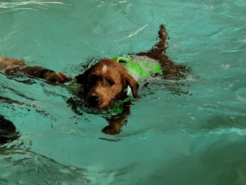 Dog swim