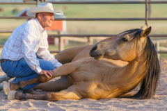 Request Quote: JWHA Horsemanship Academy - Equine Massage - Farmington, UT