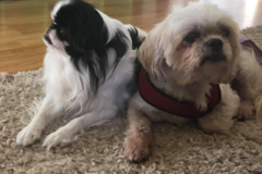 Request Quote: Beach Bum Babies Pet Sitting - Lewes, DE