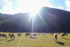 Request Quote: Rugg's River Ranch - Horse Boarding - Superior, MT